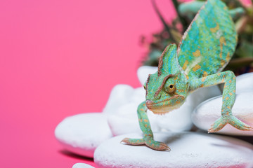 close-up view of beautiful exotic chameleon crawling on stones isolated on pink © LIGHTFIELD STUDIOS