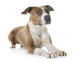 american staffordshire terrier