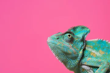 Foto op Canvas Kameleon op roze achtergrond © LIGHTFIELD STUDIOS