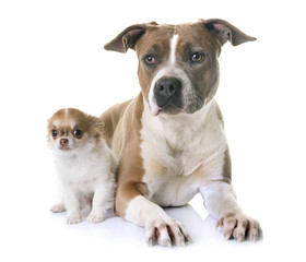 american staffordshire terrier and puppy