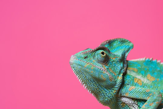 Chameleon on pink background