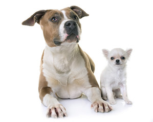 american staffordshire terrier and puppy