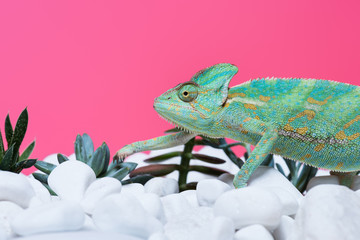 close-up view of cute colorful chameleon on stones with succulents isolated on pink © LIGHTFIELD STUDIOS