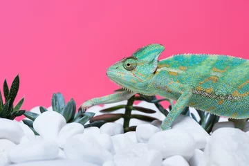 Poster close-up view of cute colorful chameleon on stones with succulents isolated on pink © LIGHTFIELD STUDIOS