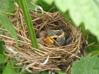 Naklejka na ściany i meble nest with chicks bird warbler on a branch of nettles