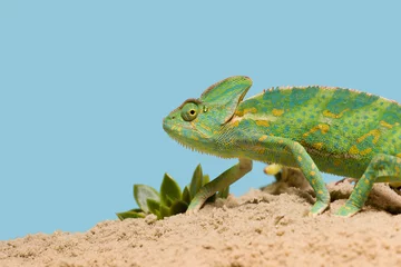 Schilderijen op glas Side view of beautiful exotic chameleon on sand with succulents isolated on blue © LIGHTFIELD STUDIOS