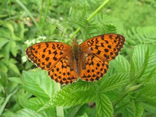 beautiful butterfly mother of pearl on grass background in forest