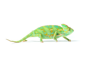 close-up view of colorful tropical chameleon isolated on white © LIGHTFIELD STUDIOS