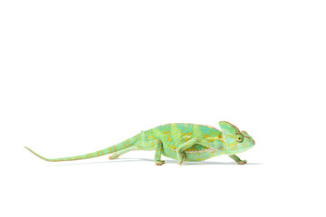 side view of colorful tropical chameleon crawling isolated on white