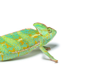 close-up view of cute tropical chameleon isolated on white