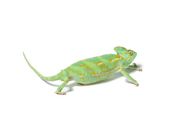 close-up view of exotic chameleon isolated on white