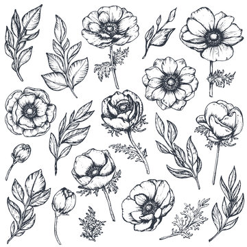 Vector collection of hand drawn anemone flowers