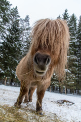 shetland horse eating in a snowy pasture