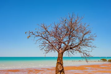 Fotobehang A boab (baobab tree) tree grows on the coastline in Broome, a coastal town in the Kimberley region of Western Australia, Australia. © beau
