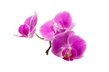 Naklejka na ściany i meble orchid isolated on white