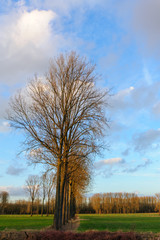 Obraz premium Late Afternoon in East Flanders