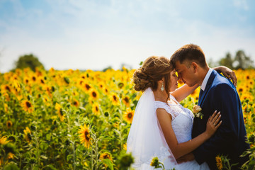 bride and groom against the background of a field of sunflowers