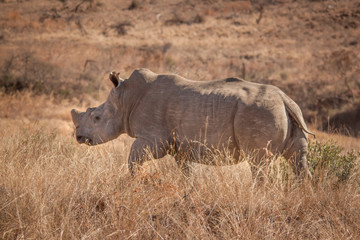 The Endangered White Rhino