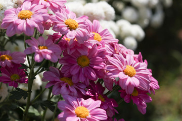 Chrysanthemum flower