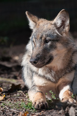 Portrait of a wolf in the forest