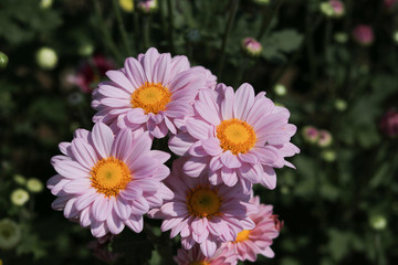 Obraz premium Chrysanthemum flower