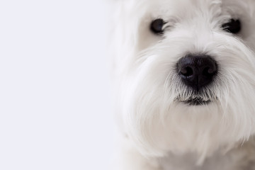 black nose white dog breed west west highland white terrier on white homogeneous background with free for text