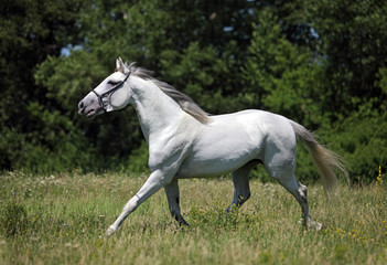 Obraz na płótnie Canvas Andalusian horse runs on a meadow