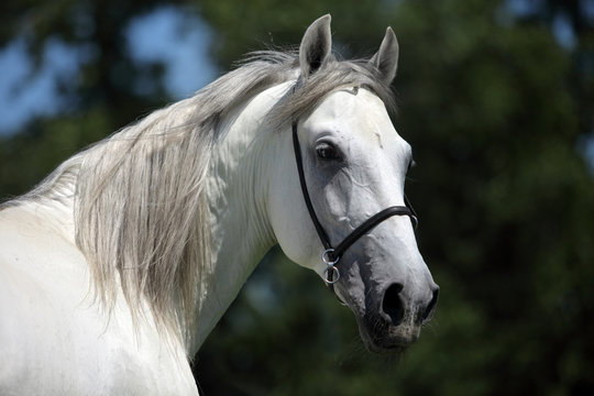 Andalusian horse, white horse, portrait, Spain, Europe 