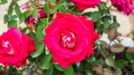 Red roses flower in the garden.
