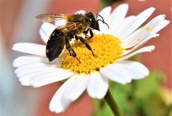 Bee Daisy