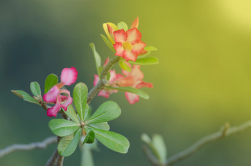 Closeup of Desert Rose on background