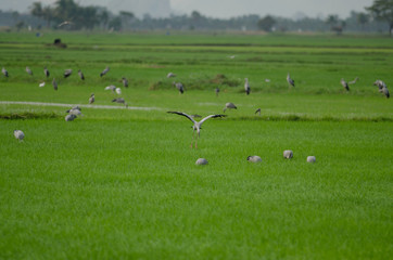 Fototapeta premium Open-billed stork on rice field