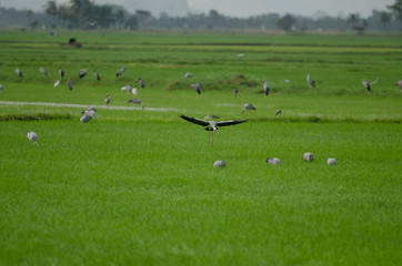 Obraz premium Open-billed stork on rice field