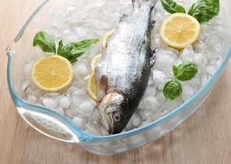 Fresh river trout on ice slices. In the belly of trout, slices of lemon. Next to the leaves are fresh basil and half a lemon. Light wooden background. Close-up.