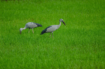 Obraz na płótnie Canvas Open-billed stork on rice field