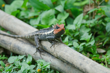 Masked spiny lizard on tree