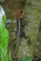 Masked spiny lizard on tree