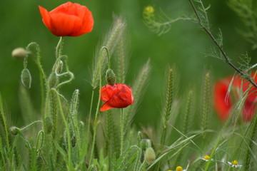 Beautiful poppy in meadow detail 