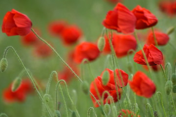 Poppy's  in meadow 