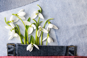Fresh snowdrops in blue jeans pocket