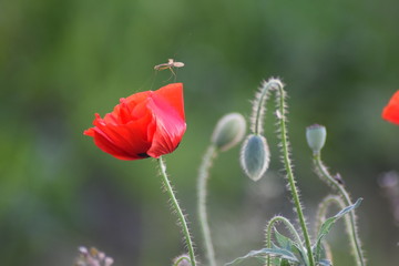 Beautiful poppy with insect macro detail 