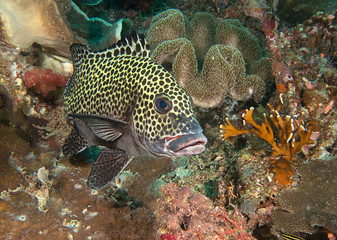 Many spotted sweetlips or  harlequin sweetlips (  Plectorhinchus chaetodonoides ) at cleaning station of Bali
