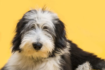 Bearded collie portraits