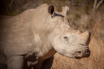 The Endangered White Rhino