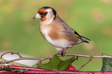 Goldfinch wild bird close up on bush