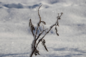 Fototapeta na wymiar Herbe gelée en hiver