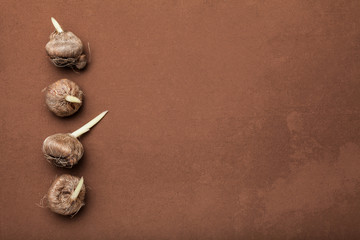 Bulbs of flowers on a brown background, empty space for text.