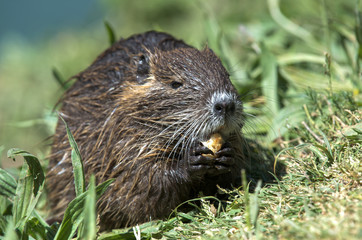 The coypu