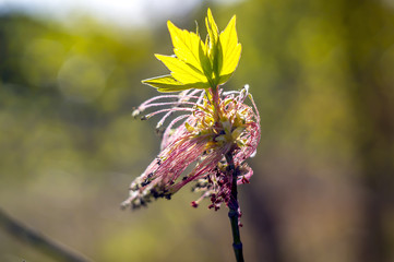 Baum in Bluete Natur Ahorn im Frueh Jahr Garten