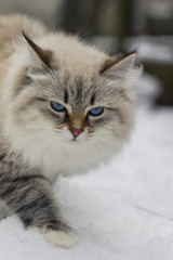 Fototapeta na wymiar Animal lovers. Beautiful Siberian cat as a home pet.